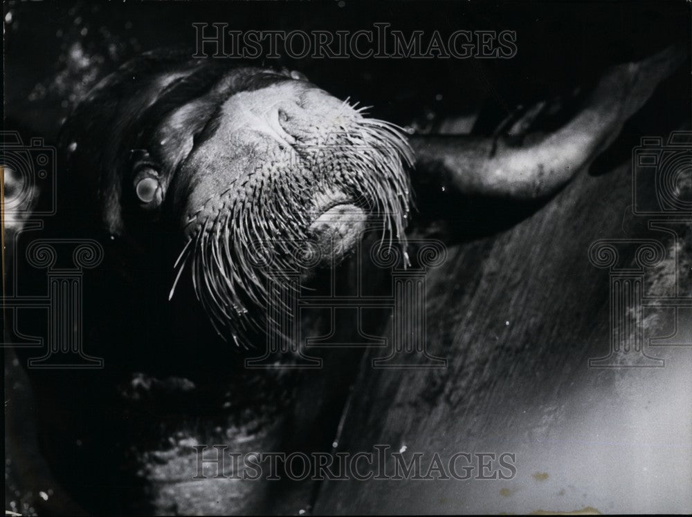 1957, Mr. Walrus From the Munich Zoo Hellabrun - KSB61661 - Historic Images