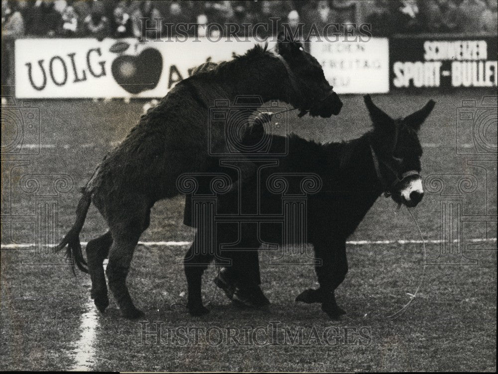 1972 Press Photo Donkeys at Football Game Winterhur - KSB61667-Historic Images