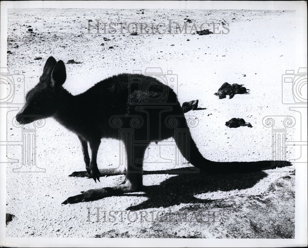 Press Photo Australian Kangaroo - KSB61669 - Historic Images