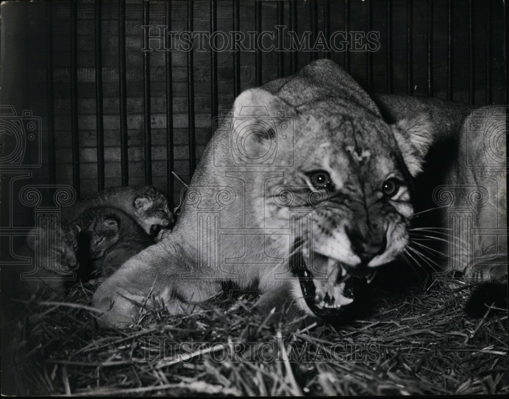 Press Photo Elizabeth a Circus Lioness Gave Birth to Four Cubs Earls Court Circu - Historic Images