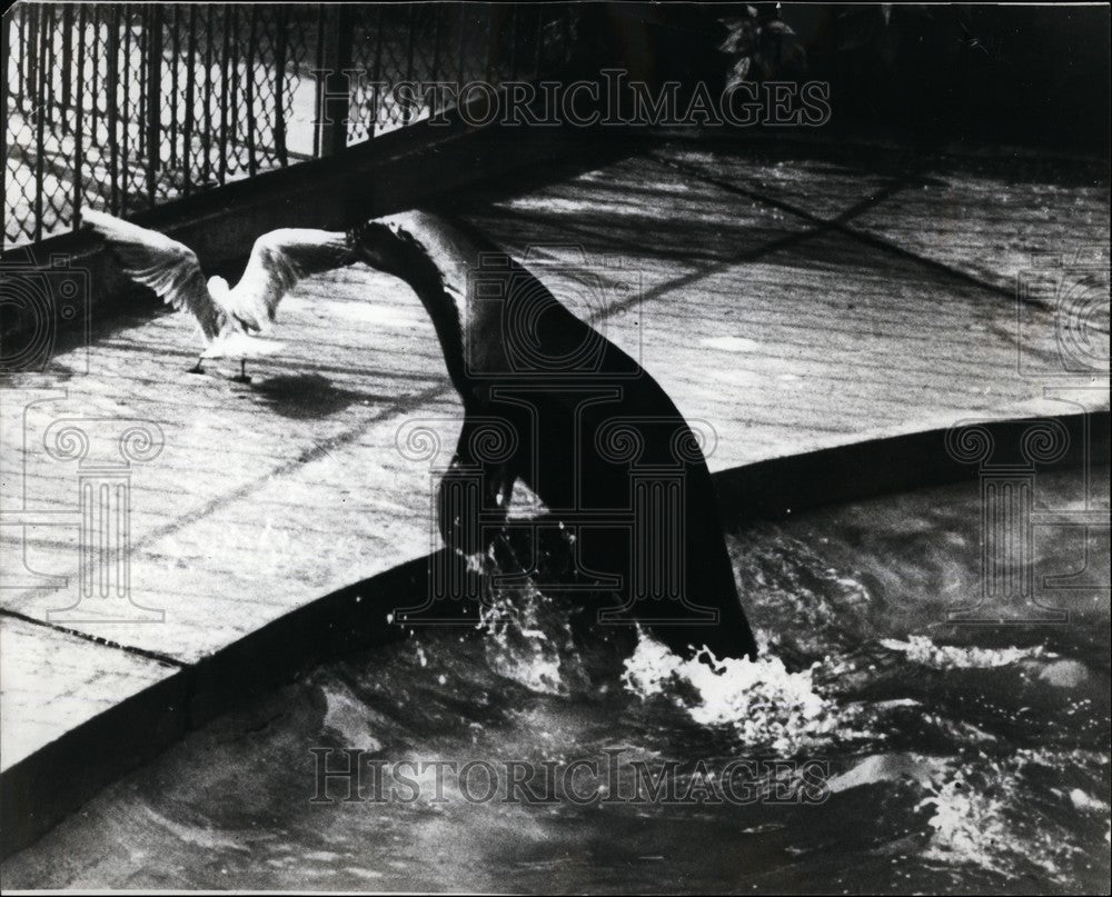 Press Photo Copenhagen Zoo; Sea Lion caught a Seagull Stealing His Fish - Historic Images