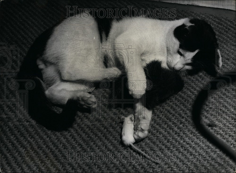 Press Photo A cat and a mouse - Historic Images