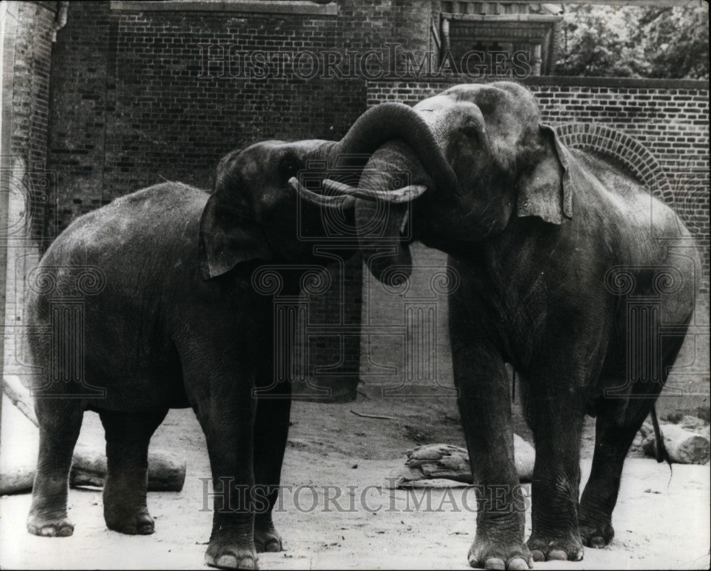 Press Photo Two elephants at Copenhagen Zoo - KSB61829 - Historic Images