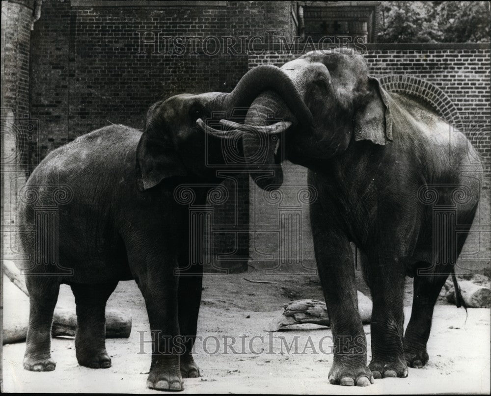 Press Photo Two elephants at Copenhagen Zoo - KSB61831 - Historic Images