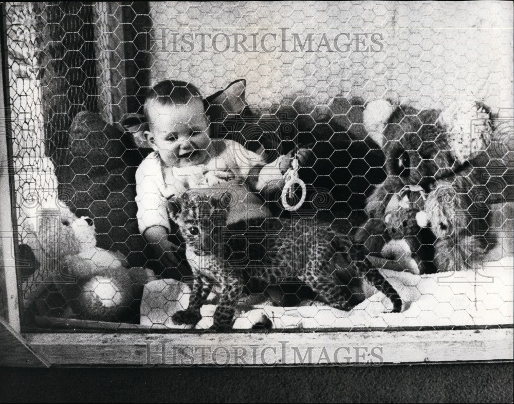 Press Photo Infant and Tiger Leopard Cub - KSB61887 - Historic Images