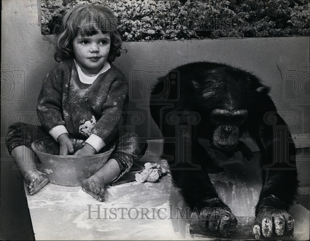 Press Photo Pastrycooks Pandemonium, Chimppanzee - KSB61895 - KSB61895 - Historic Images