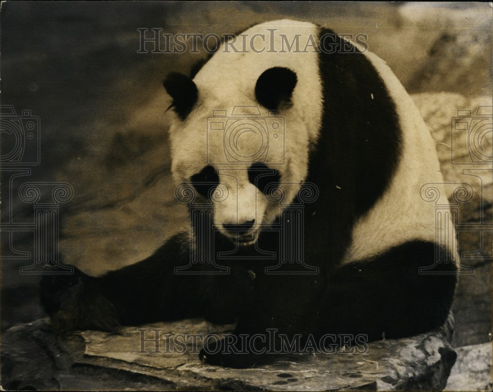 1966 Press Photo Chi-Chi the Panda at London zoo - KSB61905 - Historic Images