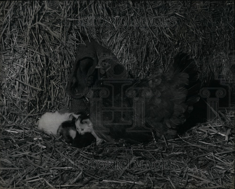 Press Photo Well-Next-Sea, Norfolk, Hen, Kittens - KSB61907-Historic Images