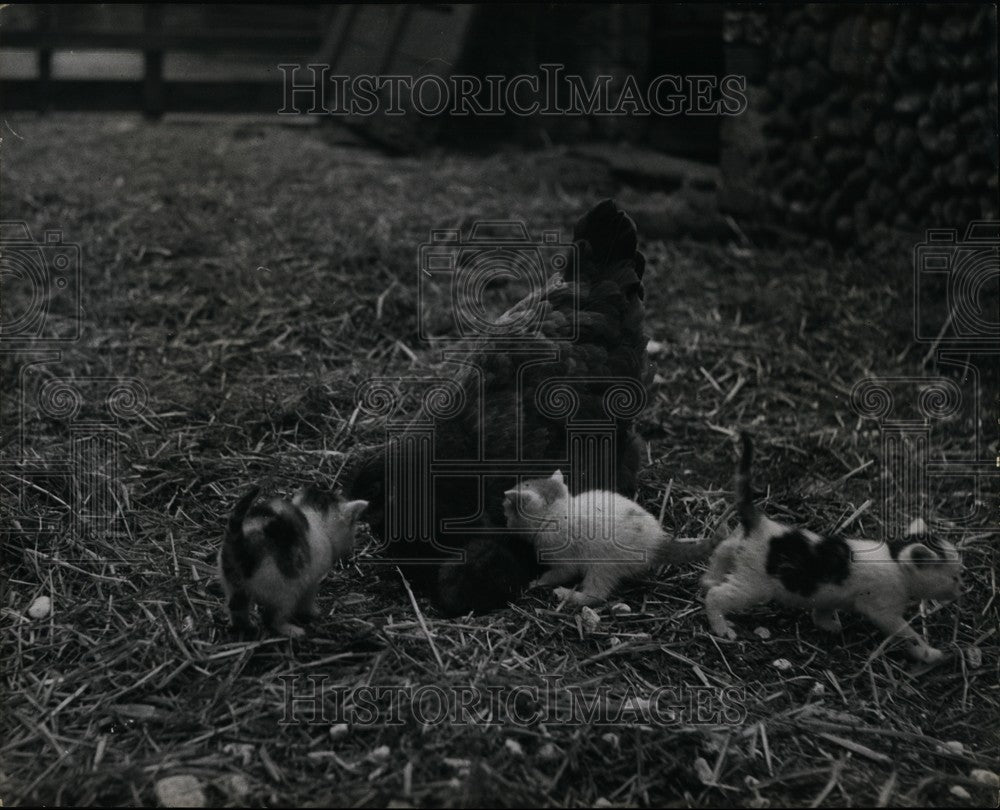  Well-Next-Sea, Norfolk, Hen, Kittens - Historic Images