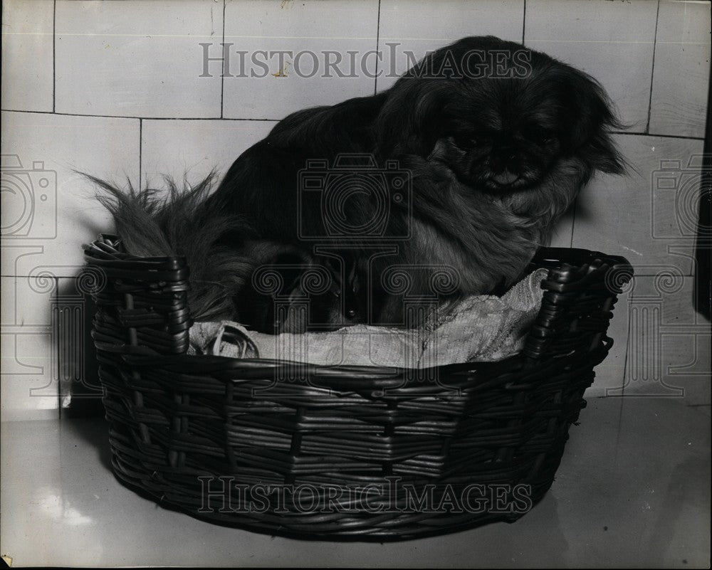 Press Photo Ducklings, Dog, East Molesy - Historic Images