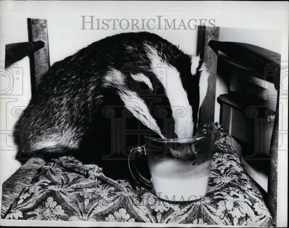 1961 Press Photo Badger, Wincombe, Shaftesbury - Historic Images