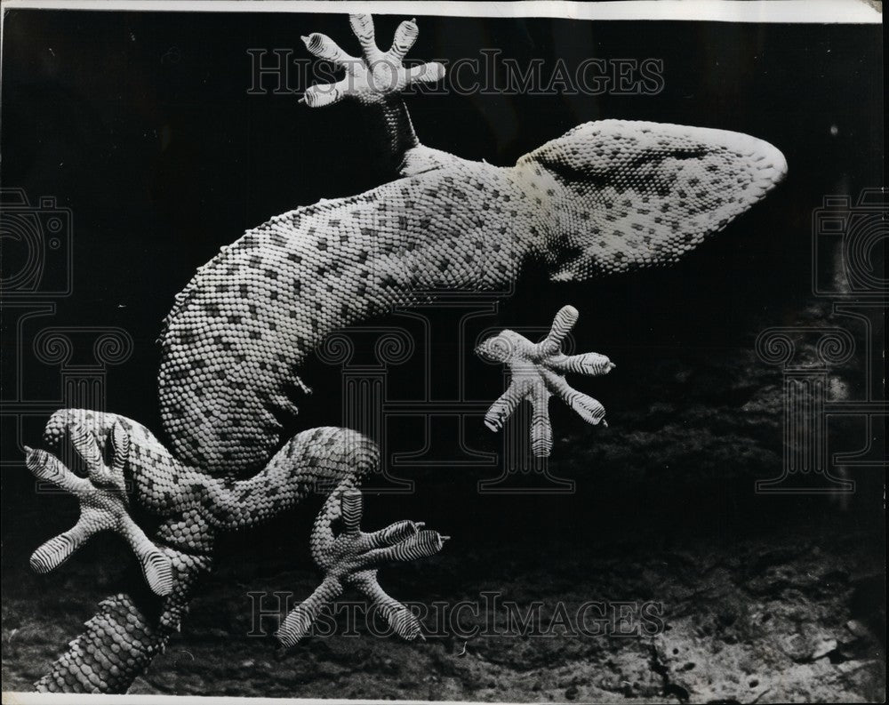 Press Photo Tokee Gecko, Zurich Zoo - KSB61933-Historic Images
