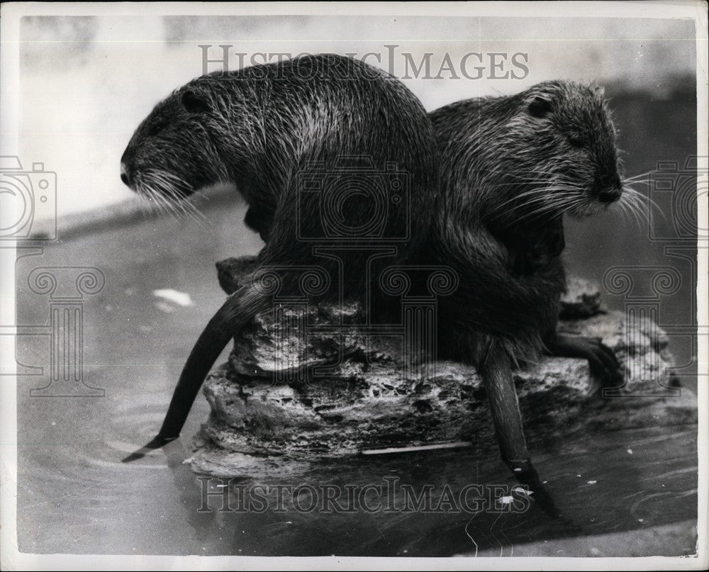 1962 Press Photo Desert Island Rats, London Zoo - KSB61935-Historic Images