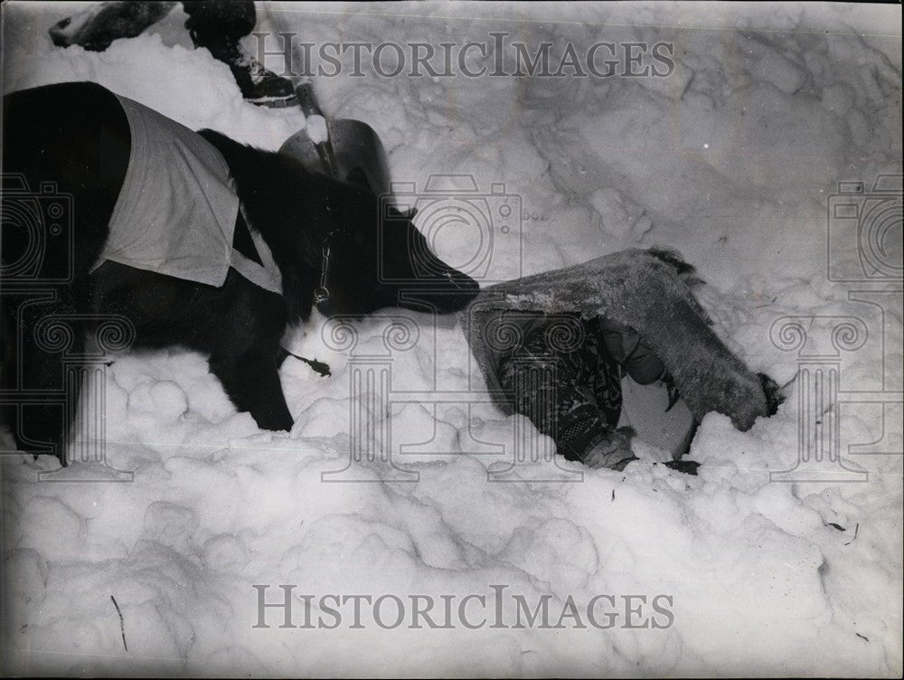 Press Photo Training of search & rescue dog - KSB61941-Historic Images