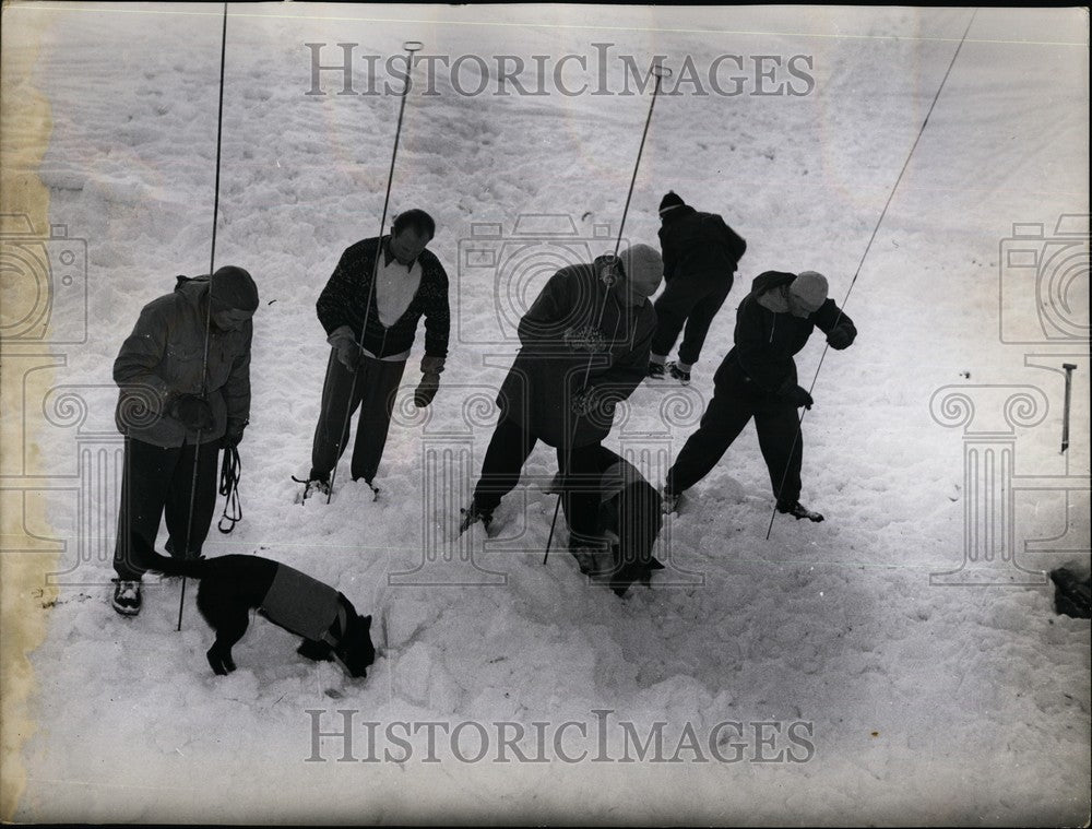 Press Photo Search &amp; rescue dog in training - KSB61945 - Historic Images