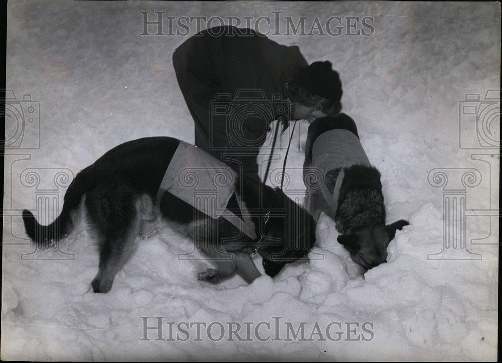 Press Photo Rescue Dogs, Avalanche - KSB61951 - Historic Images