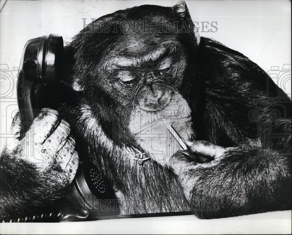 Press Photo Timmy the Chimpanzee, Hansa Theatre, Hamburg - Historic Images