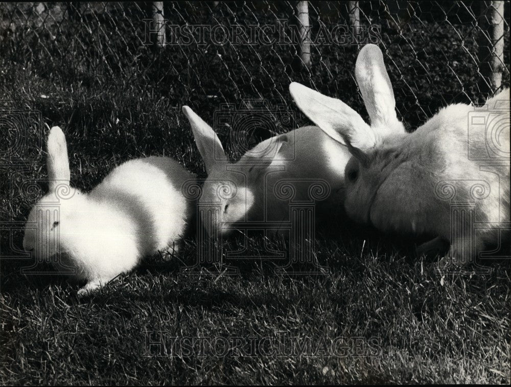 1977 Bunny rabbits in Switzerland - Historic Images