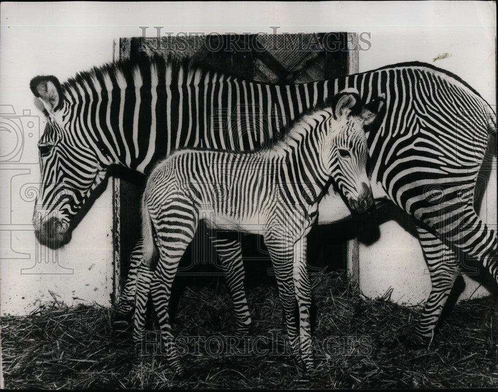 1967 Press Photo Donkey Zebra, Frankfurt Zoo - Historic Images