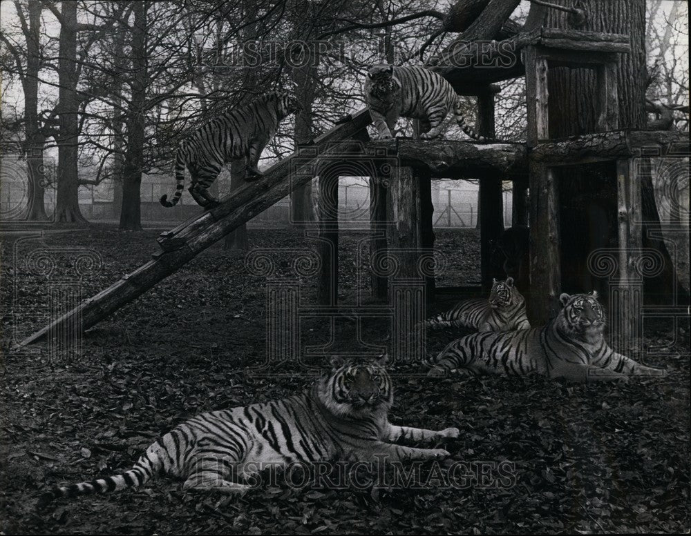 Press Photo Bengal tigers at Woburn Park - KSB62067 - Historic Images