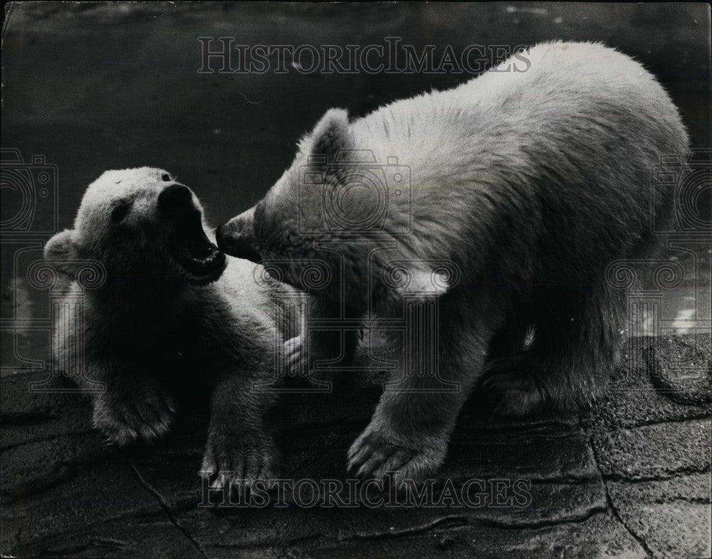 1965 Press Photo Russian Polar bear cubs at London Zoo - KSB62145-Historic Images