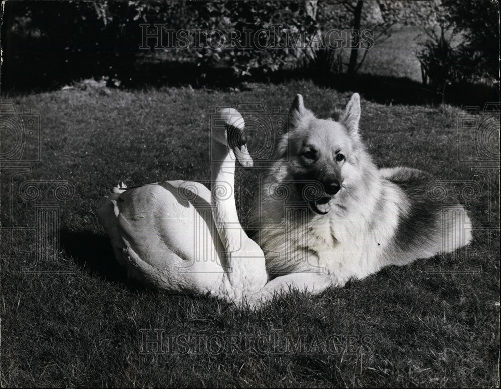Press Photo Swan, Pasha the Alsatian - KSB62161 - Historic Images
