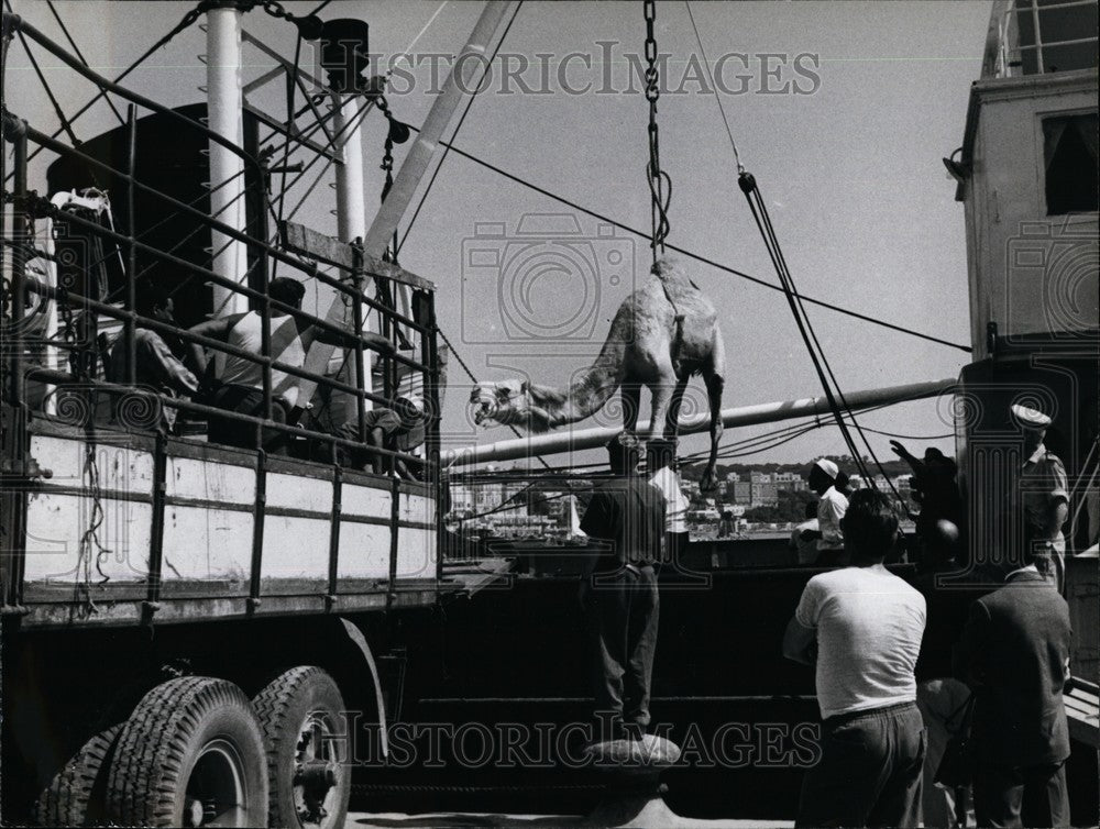 1964 Libyan Camels, Anzio Harbor - Historic Images