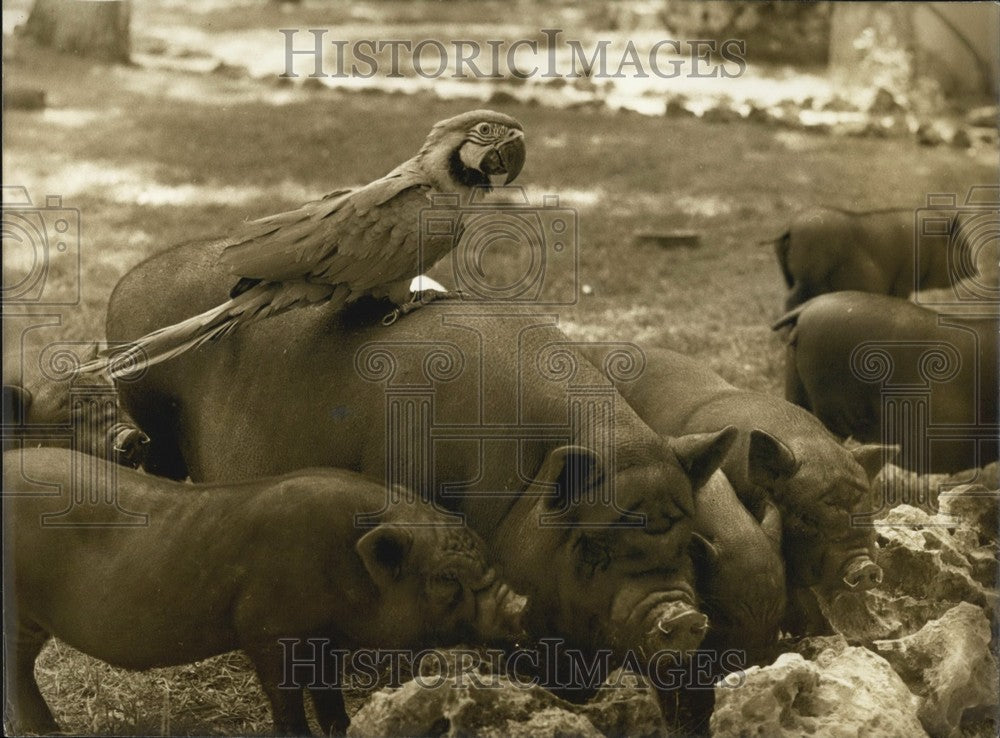 1974 Press Photo Macaw Befriends Vietnamese Pigs at Padirac Zoo - KSB62281-Historic Images