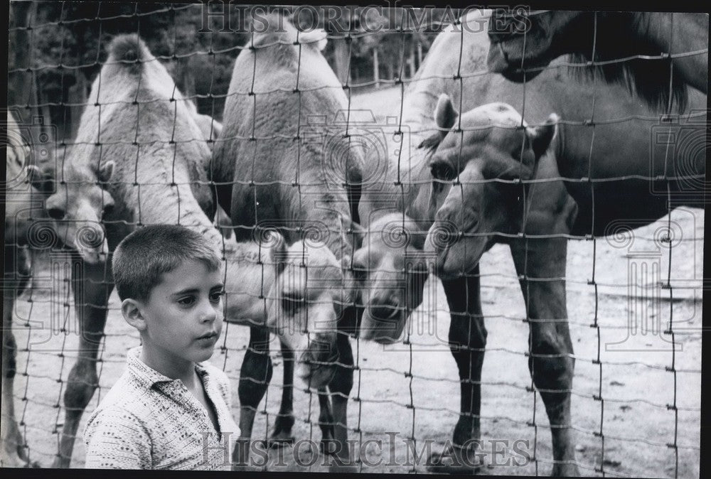 Press Photo Camels & Child - KSB62285-Historic Images