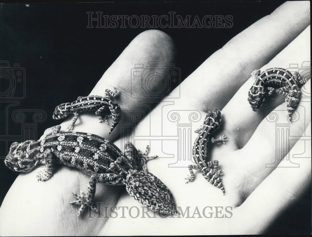 1969, African Goko's - KSB62289 - Historic Images