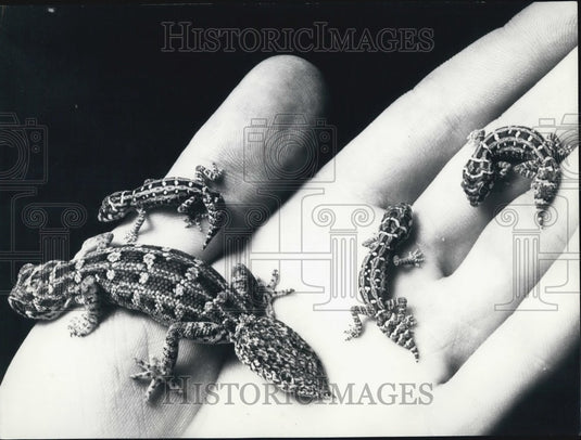 1969, African Goko's - KSB62289 - Historic Images