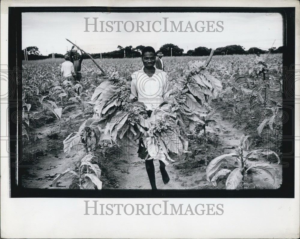 Press Photo Rhodesia: Tobacco plantation - KSB62537 - Historic Images