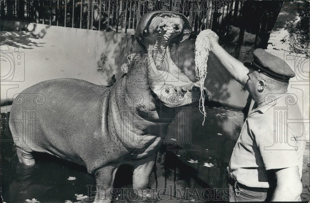 Pupa the hippopotamus in the Rome Zoo  - Historic Images