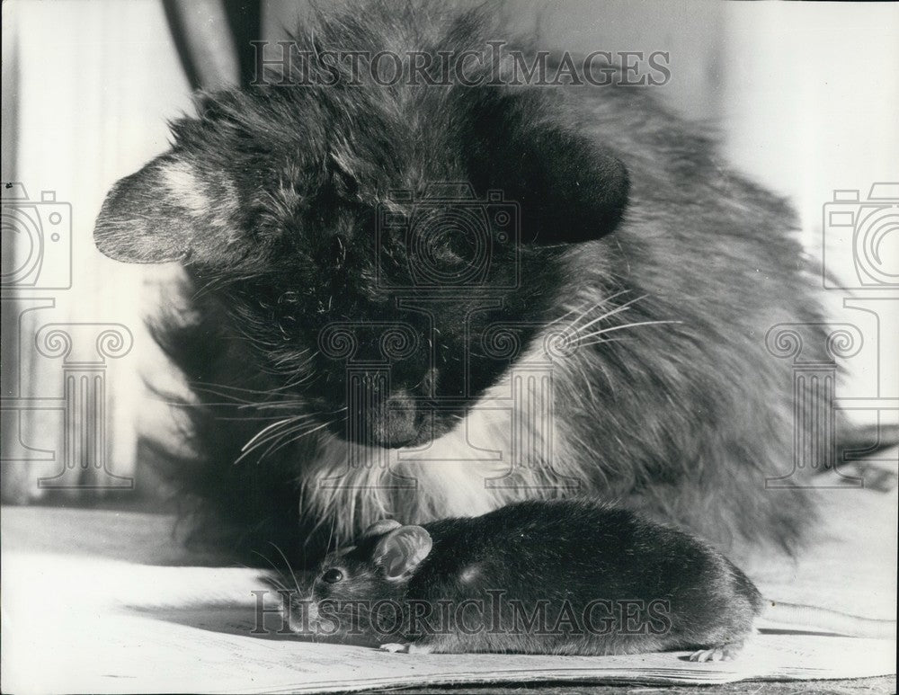 Press Photo Cat staring at a mouse - KSB62561 - Historic Images