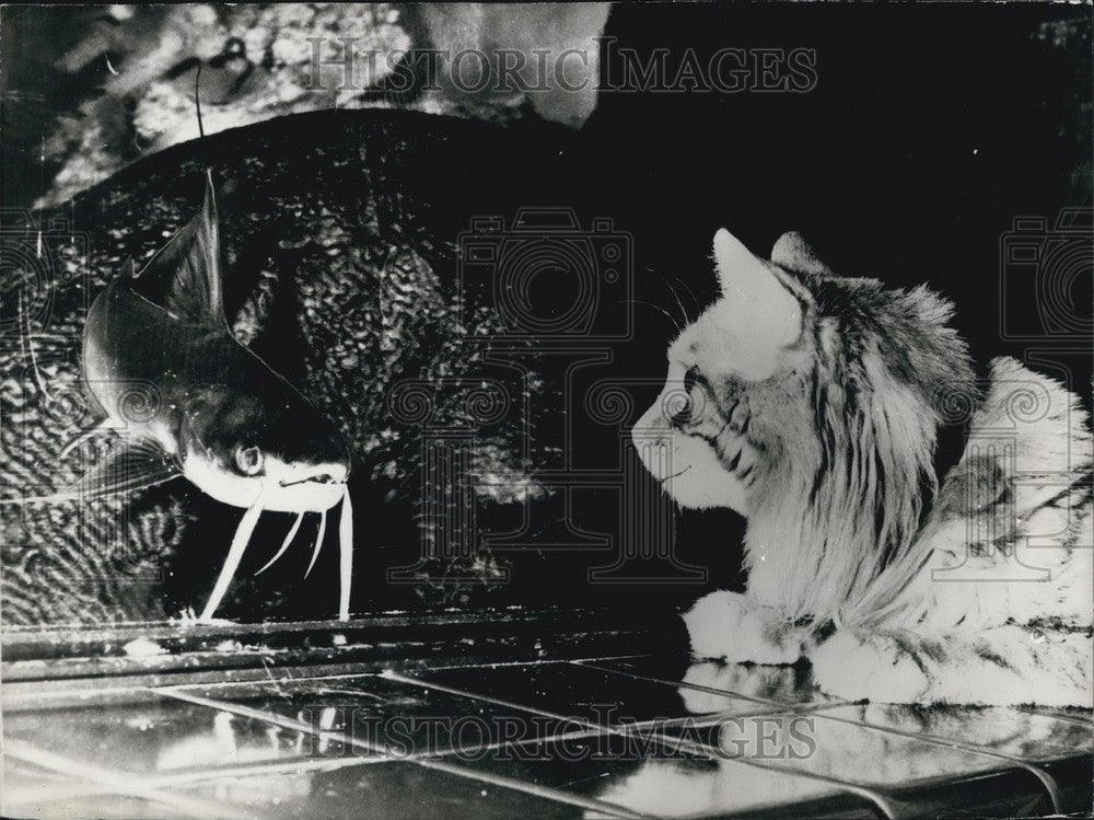 Press Photo A cat staring at an fish in aquarium - KSB62563-Historic Images