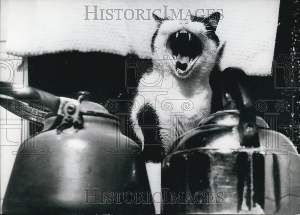 1964, A cat at the tea kettle - KSB62565 - Historic Images