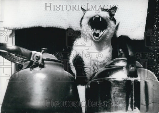 1964, A cat at the tea kettle - KSB62565 - Historic Images