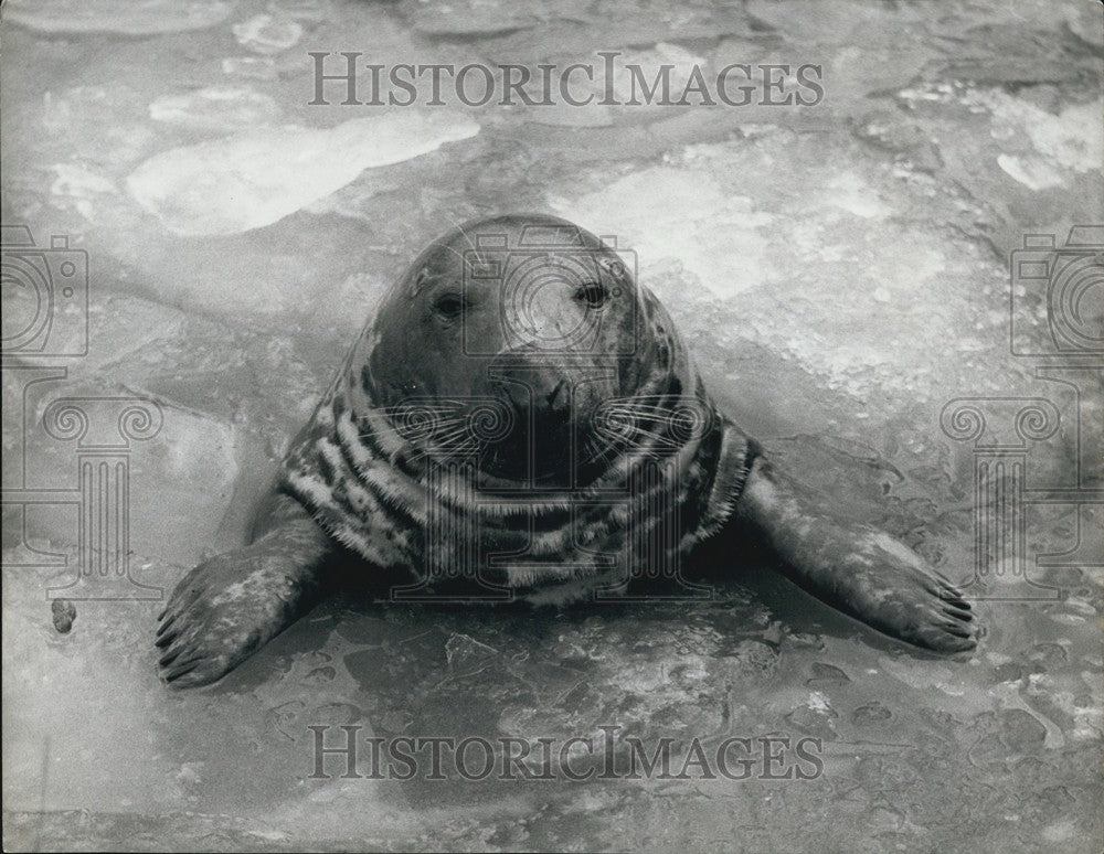 1963 Grey Seal Swims In Icy Pond At London Zoo - Historic Images