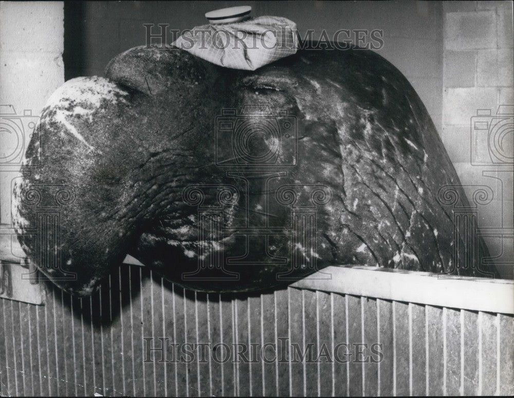 Press Photo Cyra Sea Elephant Marineland California Ice Pack Head - KSB62767 - Historic Images