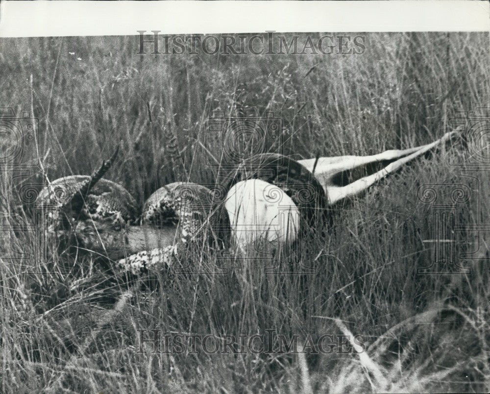 1970, Python Eating Gazelle Nairobi National Park - KSB62769 - Historic Images