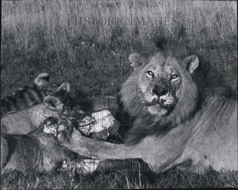 Press Photo Male Lion And Females Eating Their Kill - KSB62795 - Historic Images