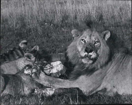 Press Photo Male Lion And Females Eating Their Kill - KSB62795 - Historic Images