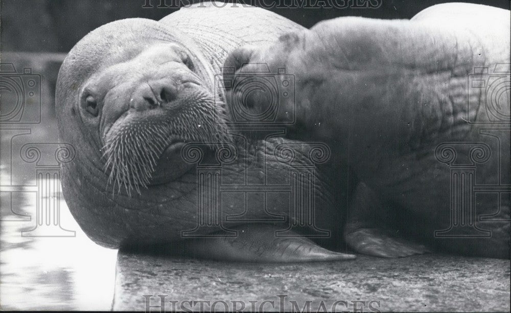 1967 Press Photo affectionate walruses at Hagenbeck Zoo in Hamburg - KSB62807-Historic Images