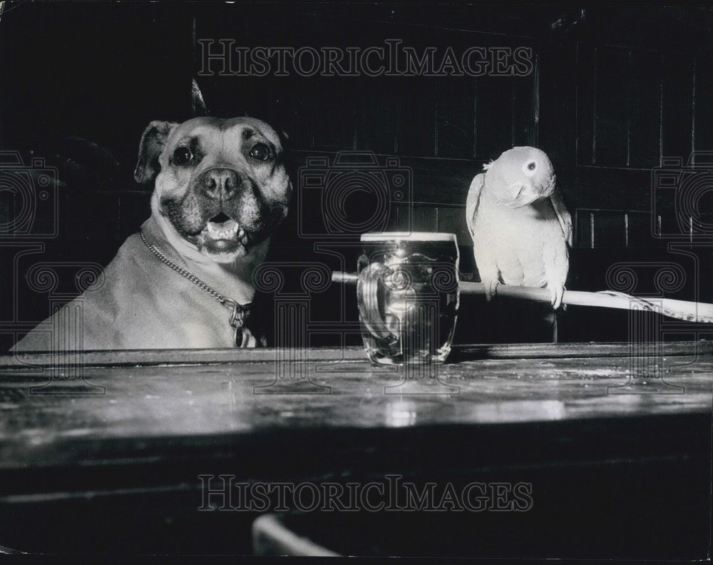  A dog and a parrot - Historic Images