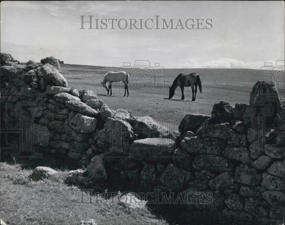 Press Photo Lundy Island Half Way Wall Gap Ponies Grazing On Turf - KSB63967-Historic Images