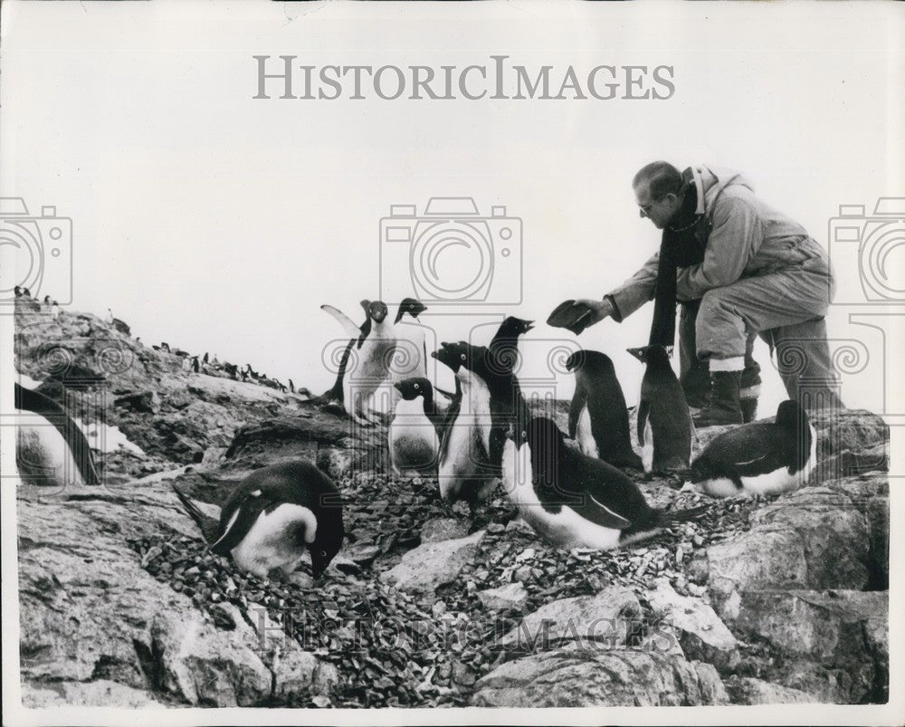 1957 Press Photo The Duke and the penguins - KSB63969 - Historic Images