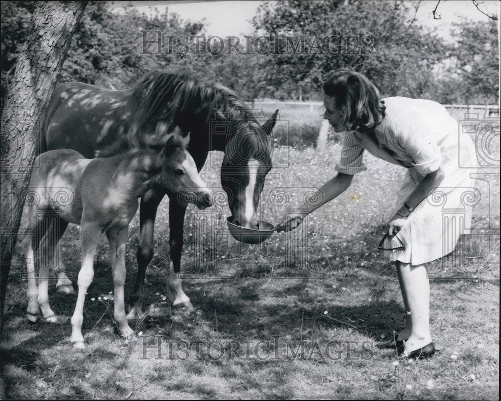 Press Photo Duchess Feeding Mare Foal Bowl Of Oats - Historic Images