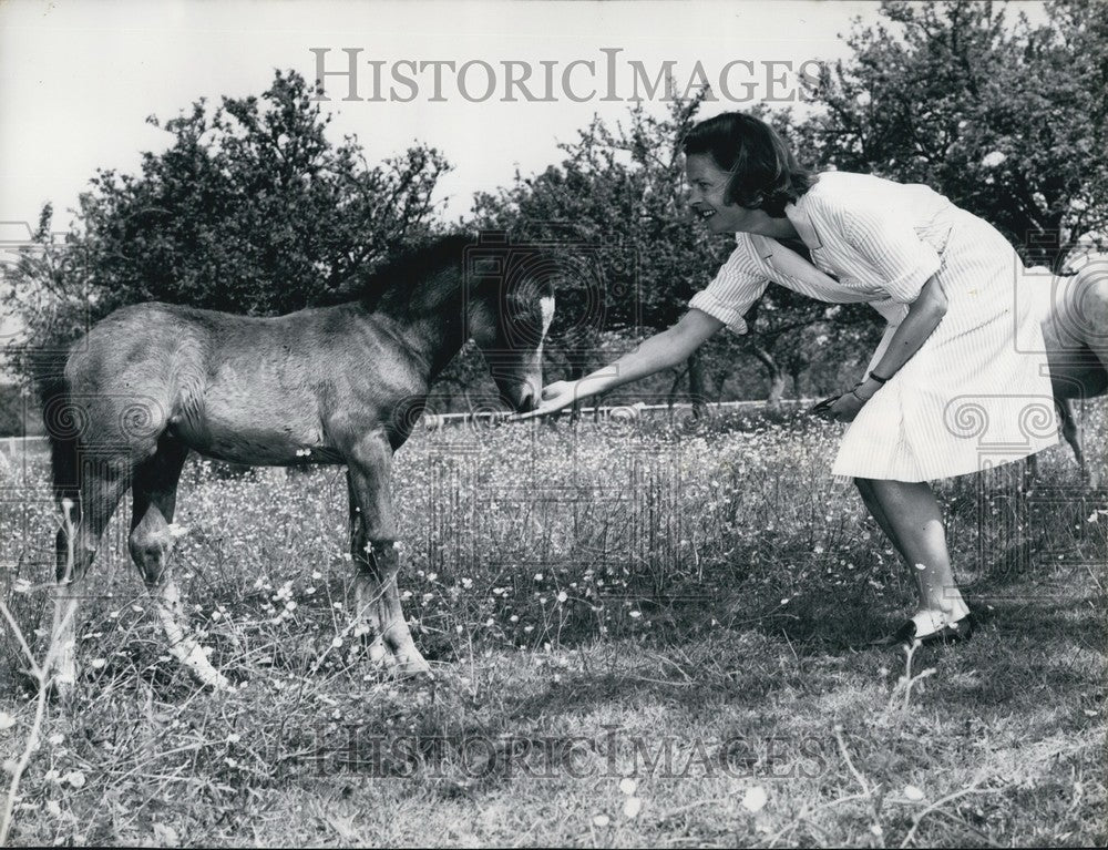 Press Photo Duchess Anne Feeding Pony Foal Herefordshire Home Fields - KSB64015 - Historic Images