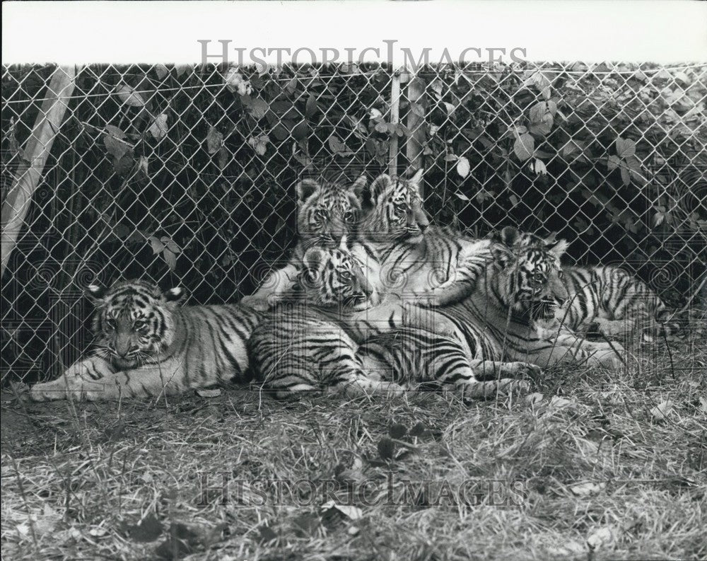 Press Photo Eight Four-Month Old Bengal Tigers at Windsor Safari Park-Historic Images
