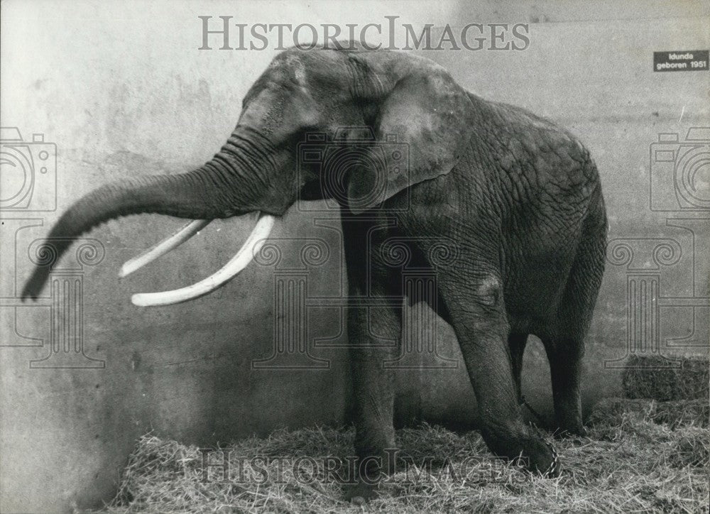 1983, Induna the Elephant to be Artificially Insemnated - KSB64141 - Historic Images